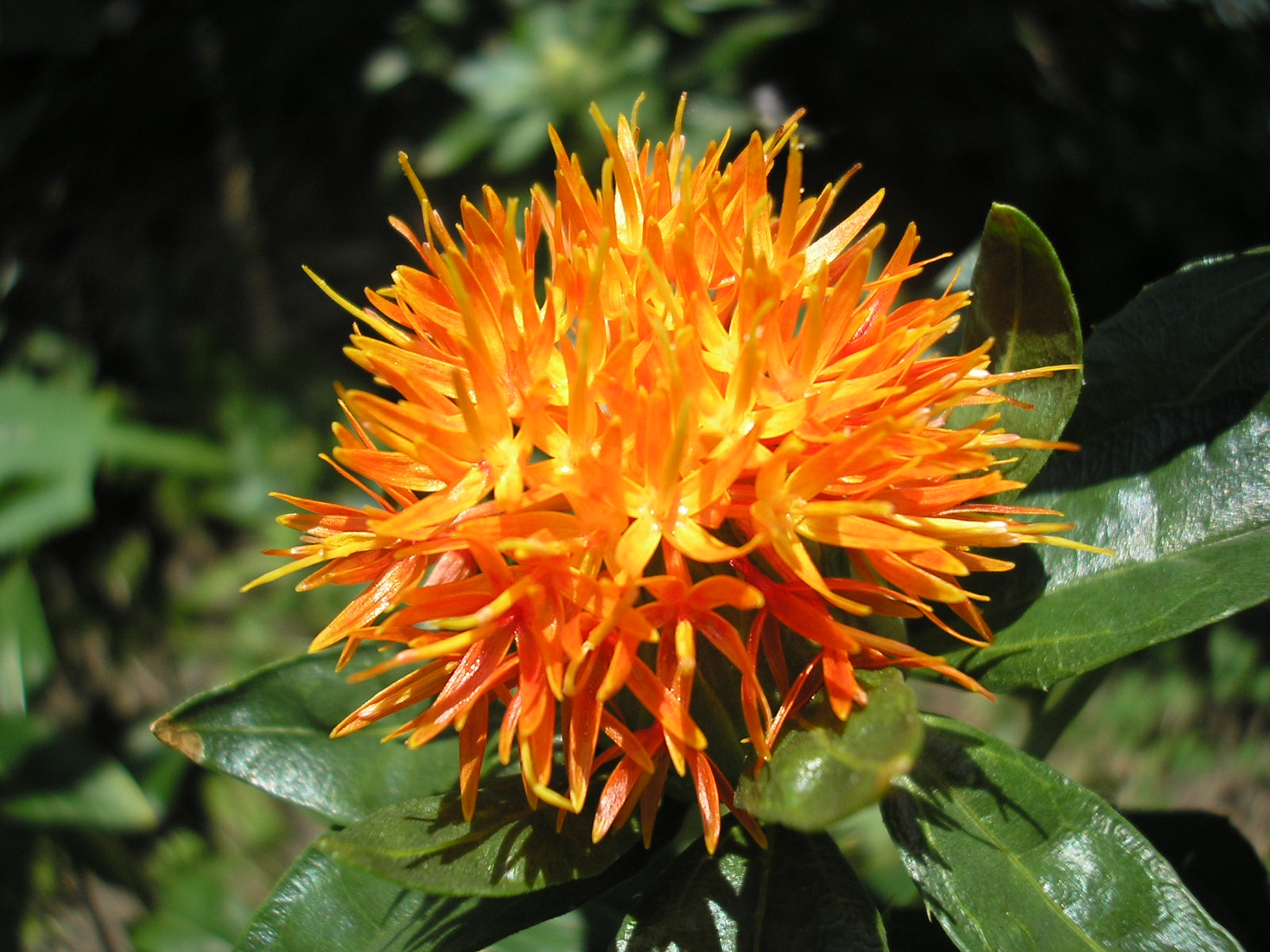 Safflower Flower  - Rancho Los Pilares